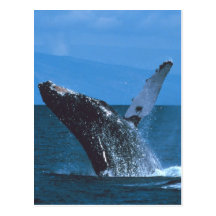 Humpback whale Jumping Post Card