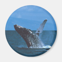 Humpback whale Jumping Refrigerator Magnets