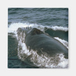 Humpback whale magnet