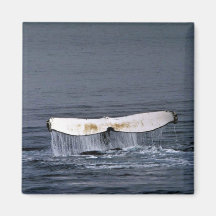 Humpback whale magnets