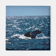 Humpback Whale Mexico Magnets