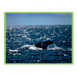Humpback Whale Mexico Post Card