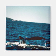Humpback Whale Mexico Refrigerator Magnet