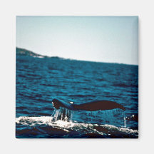 Humpback Whale, Mexico Refrigerator Magnets
