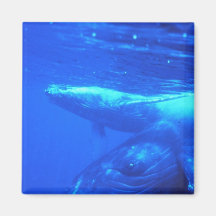 Humpback Whale Mother and Calf Magnets