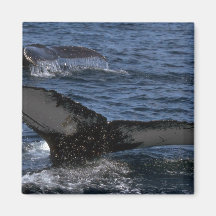Humpback Whale Pair Fridge Magnets