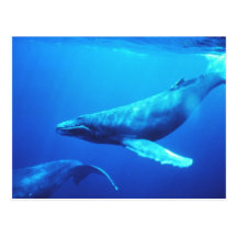Humpback Whale Post Card