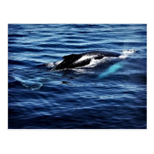 Humpback Whale Post Cards