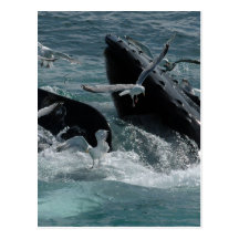 Humpback Whale Postcard