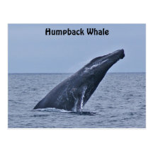 Humpback Whale Postcard
