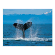 Humpback Whale Postcards