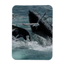 Humpback Whale Premium Magnet