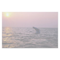 Humpback whale putting on a display at sunset, Cap Custom Stationery