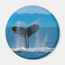 Humpback Whale Refrigerator Magnet