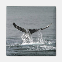 Humpback whale refrigerator magnet