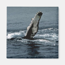 Humpback whale refrigerator magnet