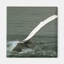 Humpback whale refrigerator magnet