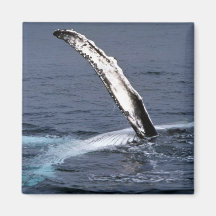 Humpback whale refrigerator magnets
