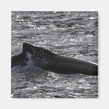 Humpback Whale Refrigerator Magnets
