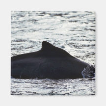 Humpback Whale Refrigerator Magnets