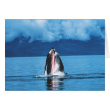 Humpback Whale Rising Card