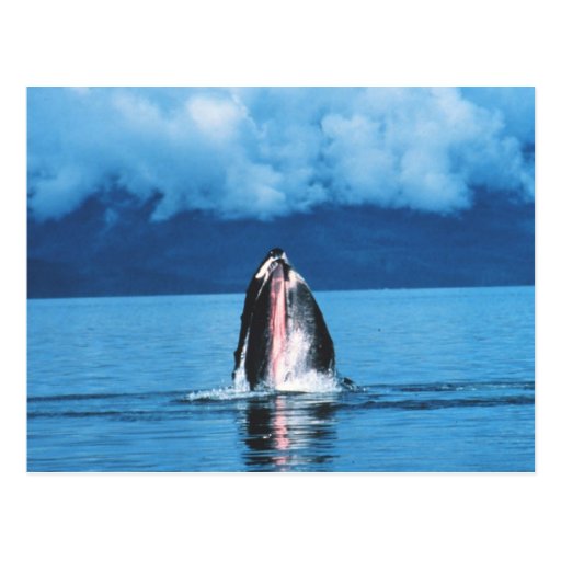 Humpback Whale Rising Postcard