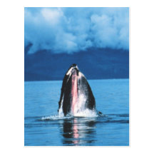 Humpback Whale Rising Postcards