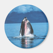 Humpback Whale Rising Refrigerator Magnet