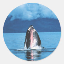 Humpback Whale Rising Sticker