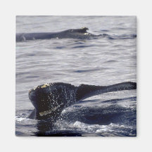 Humpback Whale sounding Magnet