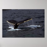 Humpback Whale Sounding (Tail Flukes)/Glistening Print