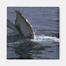 Humpback Whale Sounding (Tail Flukes) Magnet