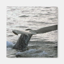 Humpback Whale Sounding (Tail Flukes) Magnet