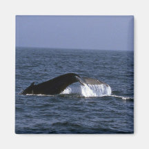 Humpback Whale Sounding (Tail Flukes) Refrigerator Magnet