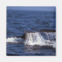 Humpback Whale Sounding (Tail Flukes) Fridge Magnet