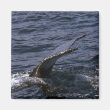 Humpback Whale Sounding (Tail Flukes) Refrigerator Magnets