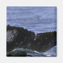 Humpback Whale Sounding (Tail Flukes) Fridge Magnet