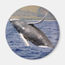 Humpback Whale Splashing Fridge Magnet