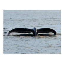 Humpback Whale Tail Fluke Postcard