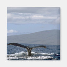 Humpback whale tail, Hawaii Fridge Magnet