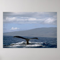 Humpback whale tail, Hawaii Print