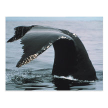Humpback Whale Tail Post Cards