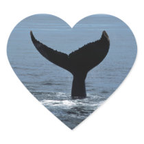 Humpback whale tail