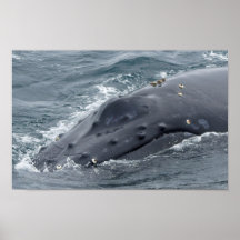 Humpback Whale Up Close Print