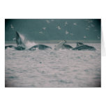 humpback whales, Alaska Greeting Cards