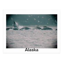 humpback whales, Alaska Post Card