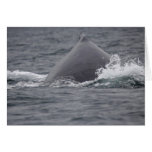humpback whale's hump card
