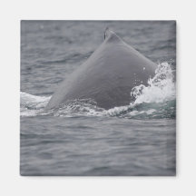 humpback whale's hump refrigerator magnet