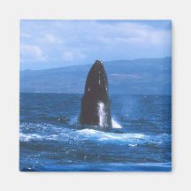 Humpback Whales Jumping Magnets
