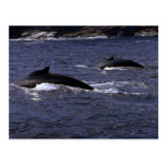 Humpback Whales-pair Post Card